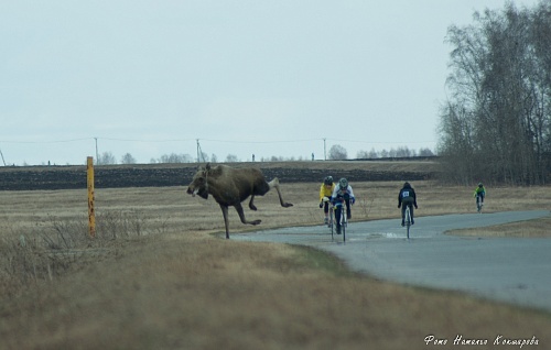 Открыли сезон и повидались с лосем