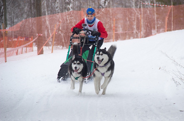 В Упорово прошёл второй этап Кубка России по ездовому спорту