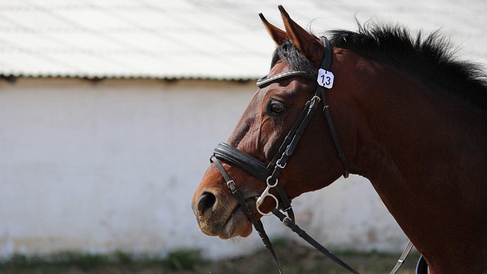 Фото Антона САКЕРИНА