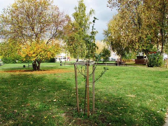 Аллея спортсменов украсит Тюмень ко Дню физкультурника