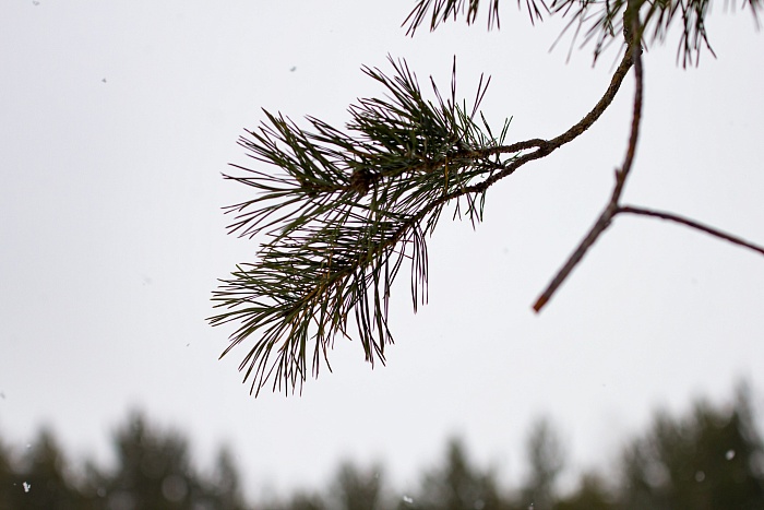 Кубок России по лыжным гонкам. 6-й этап в Тюмени. Спринт. Женщины