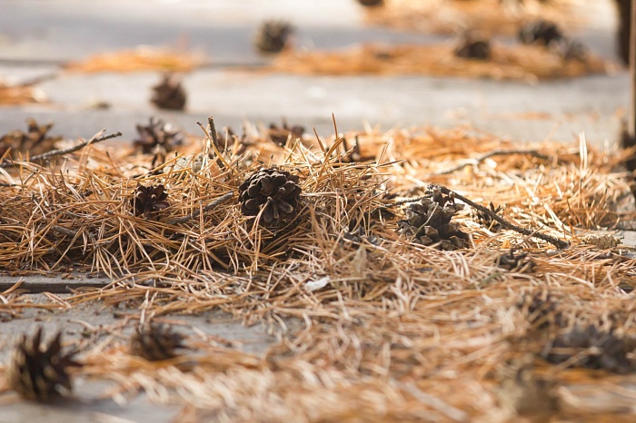 Чемпионат России по лыжным гонкам в Тюмени. 6-й соревновательный день. Женский масс-старт