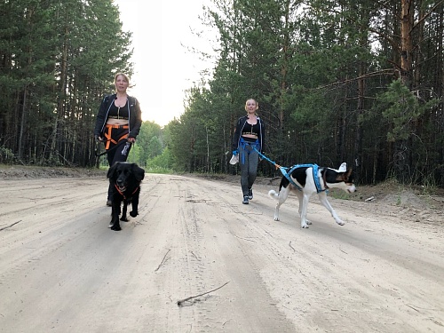 Победил «Щенячий патруль»