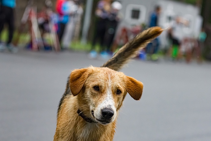 Тренировка сборных команд России и Тюменской области по биатлону в «Жемчужине Сибири»