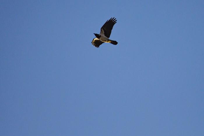 МЕЛБЕТ-Первая лига по футболу. 17-й тур. ФК «Тюмень» - «Сокол» (Саратов) — 2:0