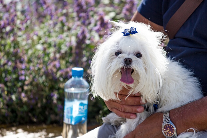 Фестиваль единоборств в День физкультурника на тюменской набережной