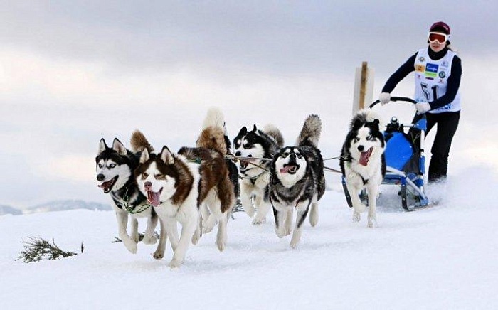 Овчарка Анда привезла тюменку к золоту