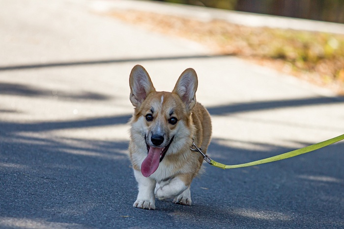 Чемпионат России по летнему биатлону в Тюмени. Мужская эстафета