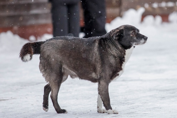 Третий этап PARI-Кубка России по биатлону в Тюмени. Гонка преследования. Мужчины