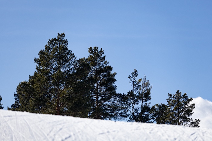 Чемпионат России. Смешанная эстафета