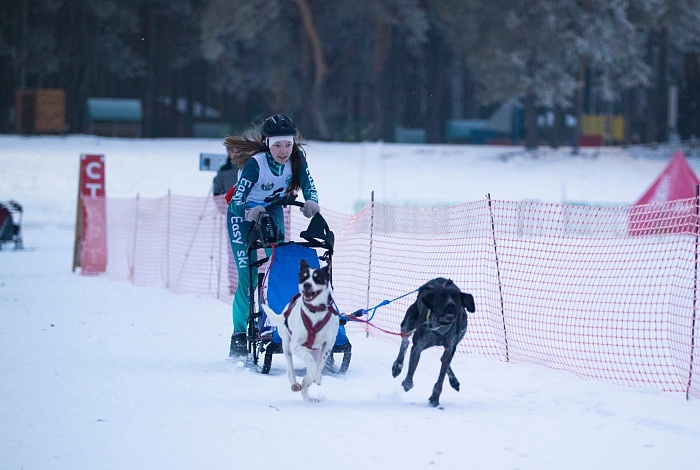 Победительница первенства Тюменской области по ездовому спорту Александра Кремлёва: «После тренировки всегда даю собакам лакомство»